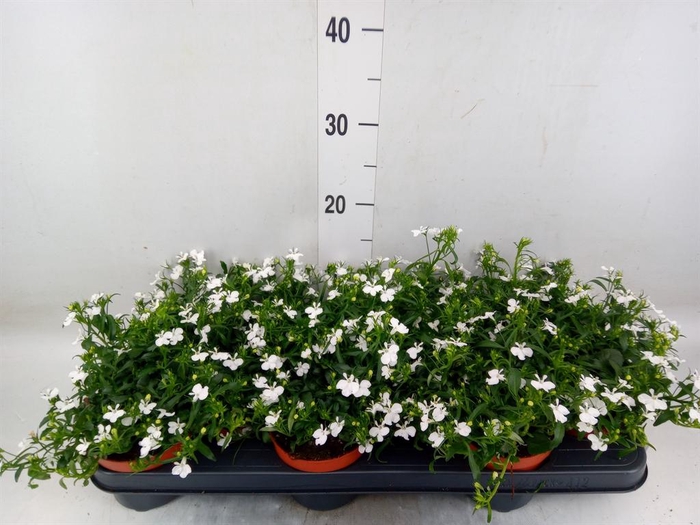 <h4>Lobelia  'Curacao White Minibasket'</h4>