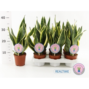 SANSEV FUTURA SUPERB