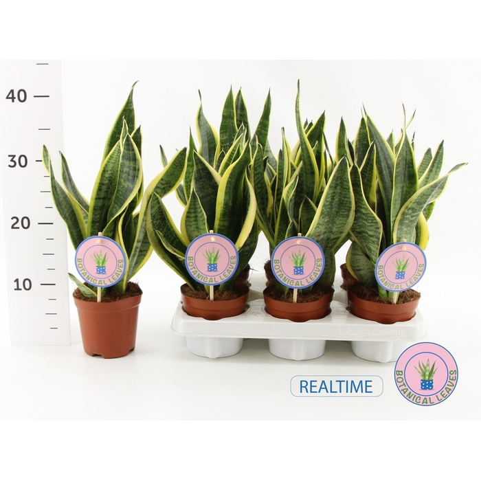 <h4>SANSEV FUTURA SUPERB</h4>