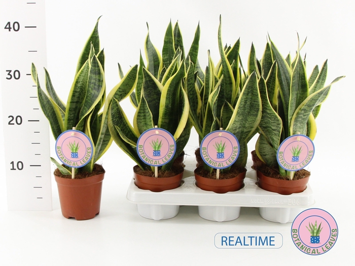 <h4>SANSEV FUTURA SUPERB</h4>