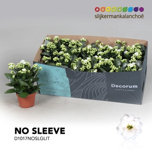 Kalanchoe No Sleeve - White with glitter - kerst