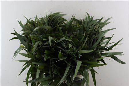 <h4>EUCA OV BLAD</h4>