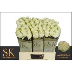R Gr Avalanche White Super Sk