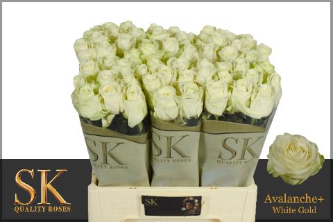 <h4>R Gr Avalanche White Super Sk</h4>