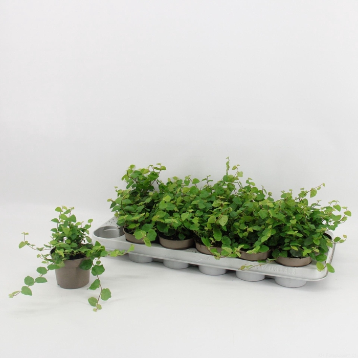 <h4>Ficus pumila Green Sunny</h4>