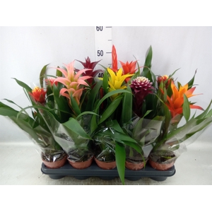 Bromelia   ...mix