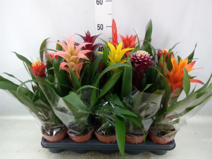 Bromelia   ...mix