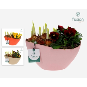 Biologisch afbreekbare ovaal schaal met arrangement