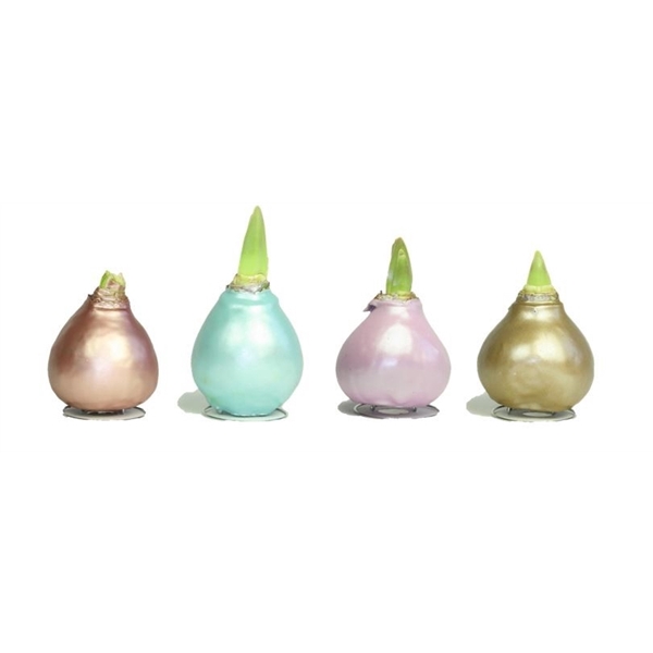 <h4>Amaryllis TOW Celebration Mixed 8x1, rode bloem, Tray408</h4>