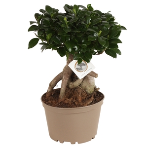 Ficus m. Ginseng pot ø22cm Carbon Free pot