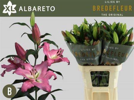 <h4>Li Ot Albareto</h4>