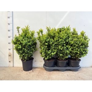 BUXU SEMPERVIRENS