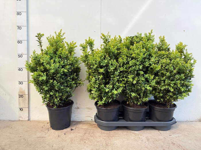 <h4>BUXU SEMPERVIRENS</h4>
