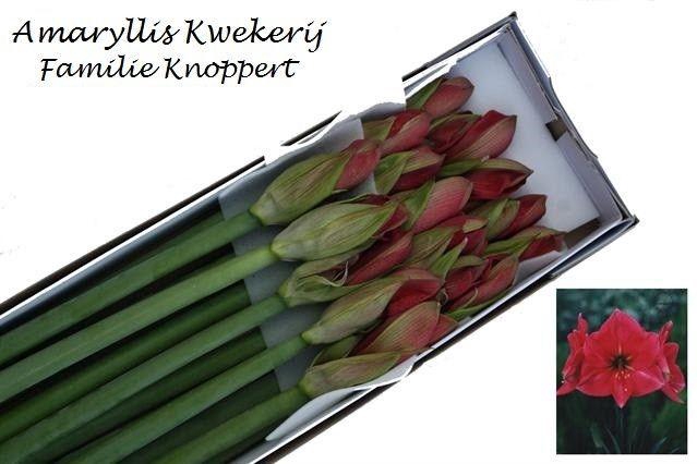 <h4>HIPP GA HERCULES</h4>