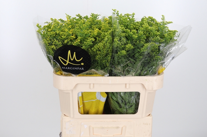 <h4>Solidago Carzan Glor</h4>