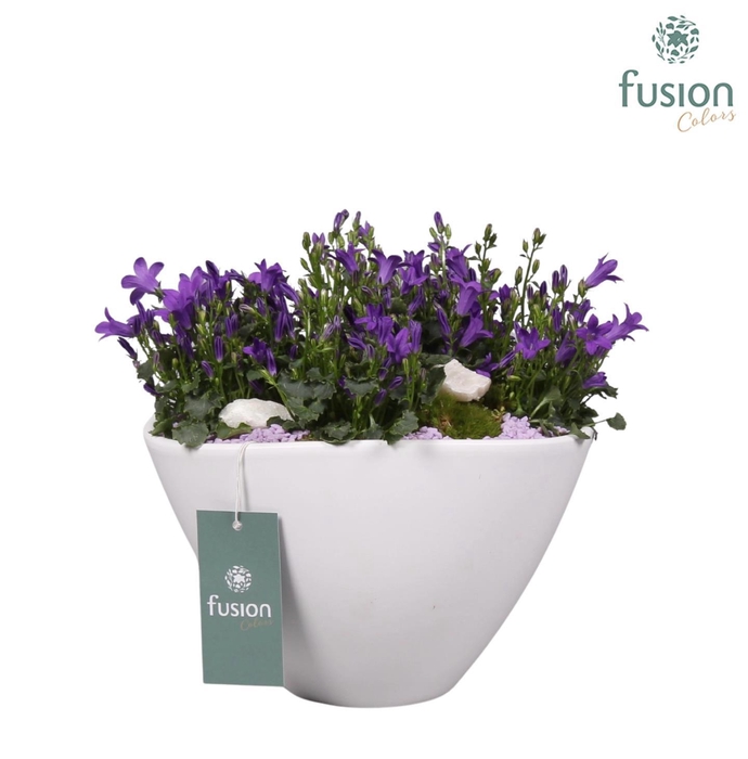 <h4>Keramieken bootvorm met arrangement Campanula 24uur levertijd</h4>