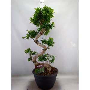 Ficus microcarpa 'Ginseng'