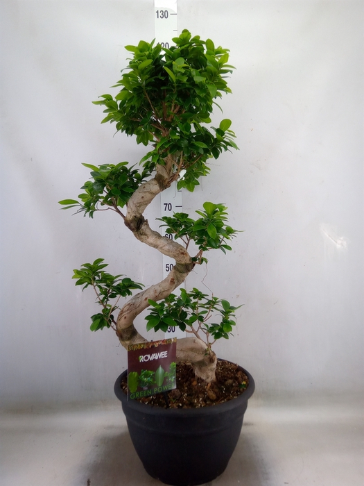 <h4>Ficus microcarpa 'Ginseng'</h4>