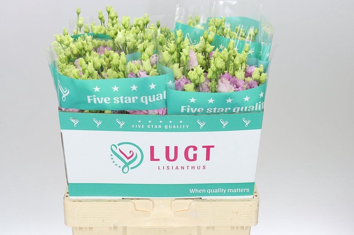 <h4>Eust Du Julius Grape</h4>