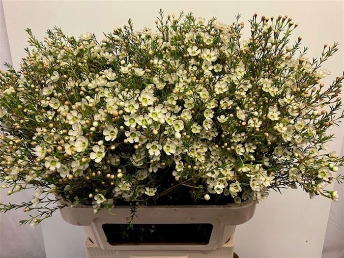 <h4>Chame Me Sirius</h4>