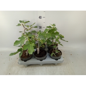 Ficus carica