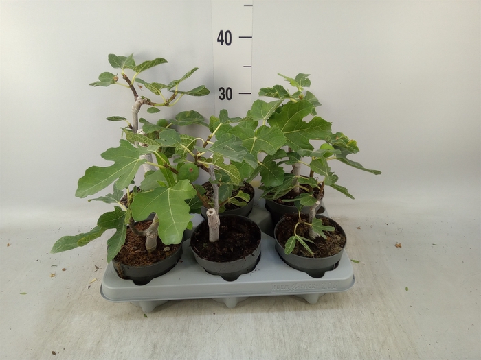 <h4>Ficus carica</h4>