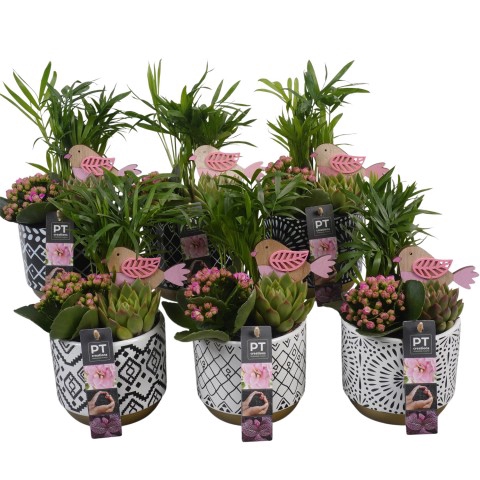 <h4>PTIB6443 Arrangement Indoor in keramiek pot</h4>