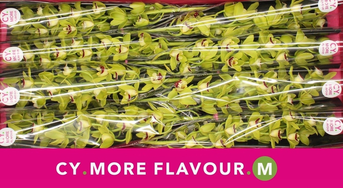 <h4>Mini cymbidium 'Evergreen' 70 cm</h4>