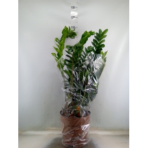 Zamioculcas zamiifolia