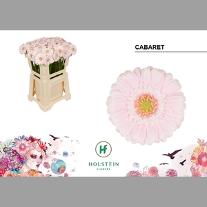 GE MI CABARET