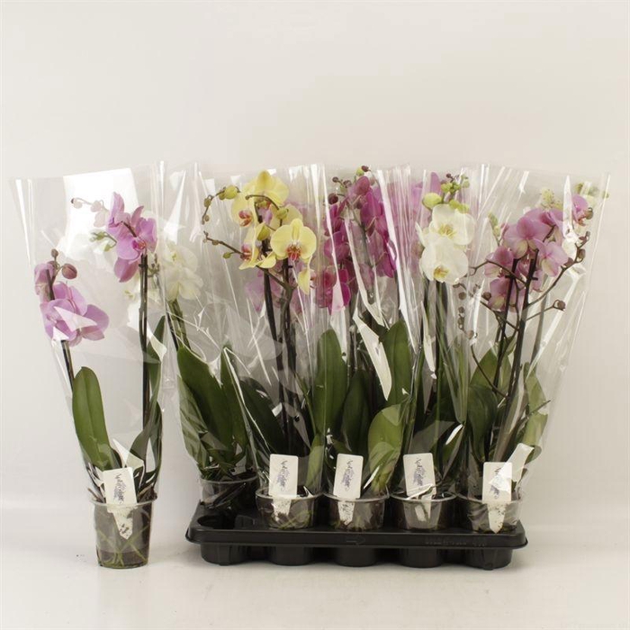 <h4>PHAL GEM 6 KL</h4>