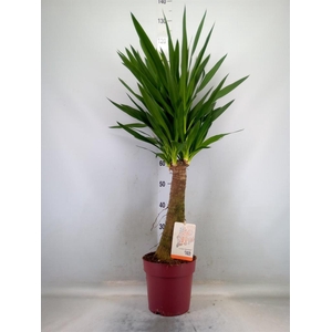 Yucca elephantipes   ...