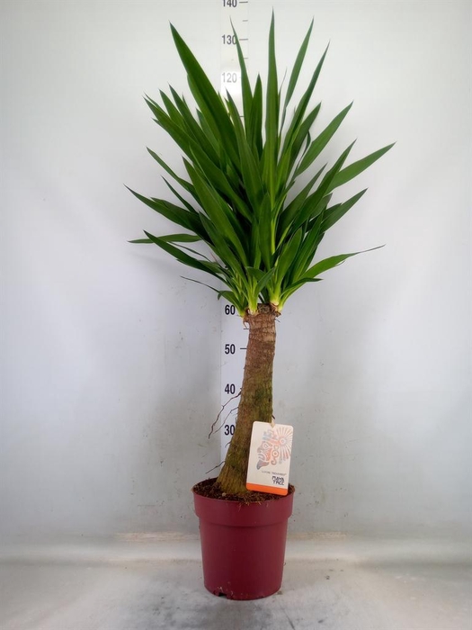 <h4>Yucca elephantipes   ...</h4>