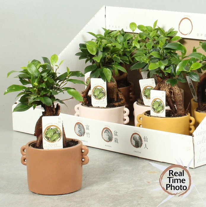 <h4>FIC MI GINSENG</h4>