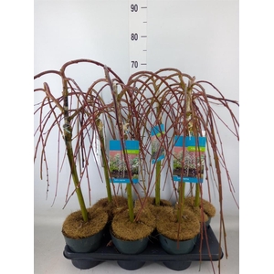 Salix caprea 'Kilmarnock'