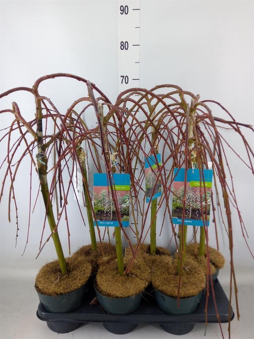 <h4>Salix caprea 'Kilmarnock'</h4>