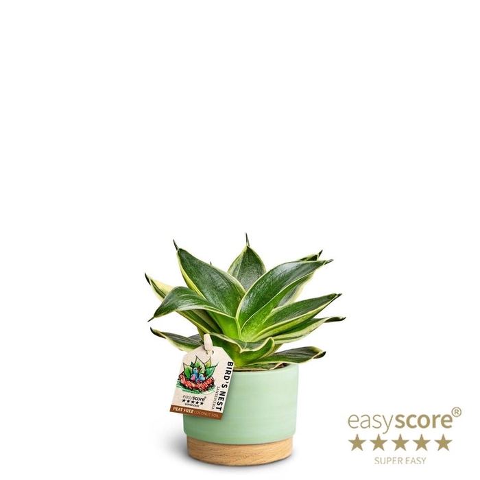 <h4>SANSEVIERIA TRIFASCIATA</h4>