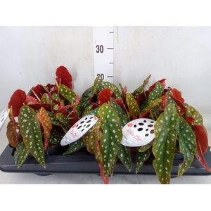Begonia maculata