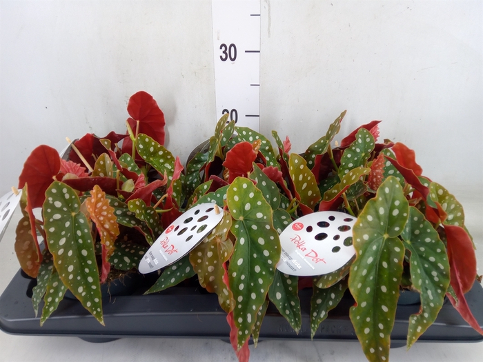 <h4>Begonia maculata</h4>