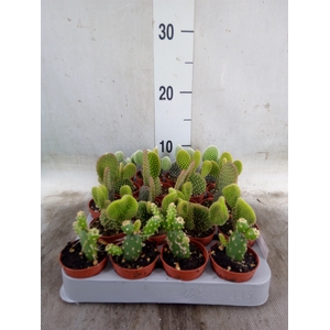 Opuntia