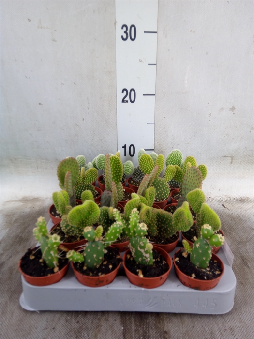 <h4>Opuntia</h4>