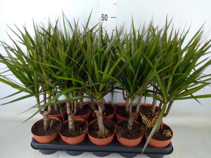 <h4>Dracaena marg.</h4>