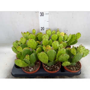 Opuntia humifusa