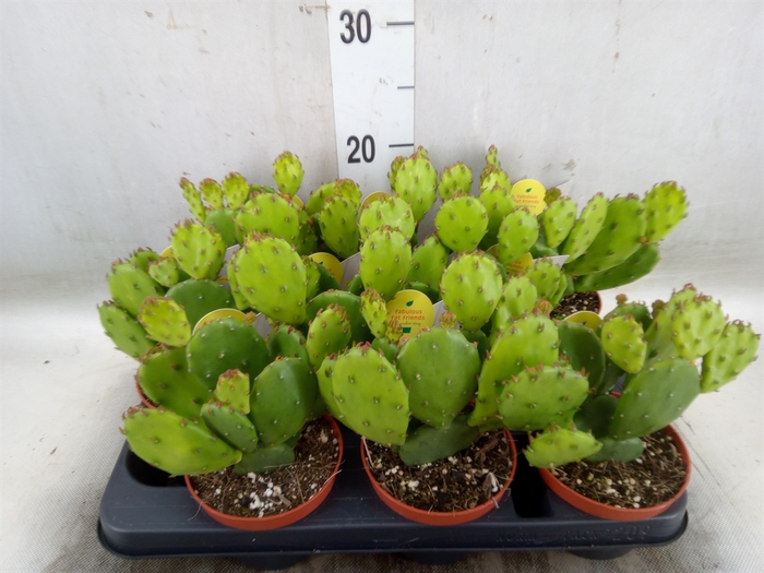 <h4>Opuntia humifusa</h4>