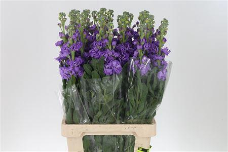 <h4>Matth Iron Blue</h4>