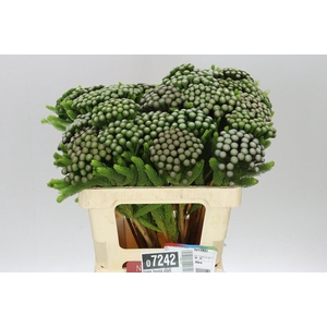 Kaaps Brunia Albiflora Xl