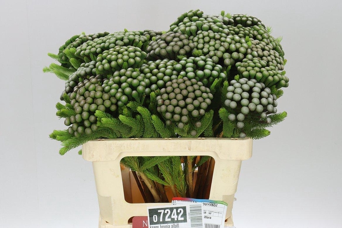 <h4>Kaaps Brunia Albiflora Xl</h4>