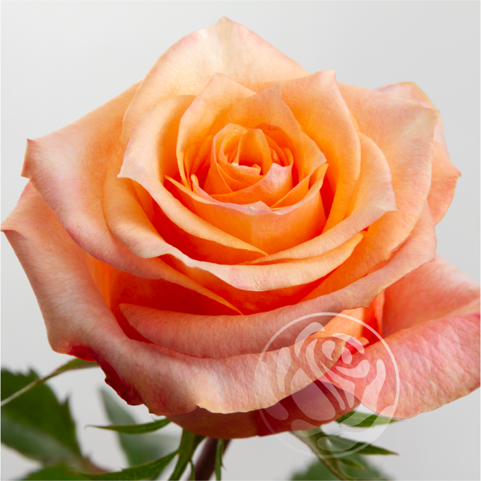 <h4>R GR TWILIGHT Welyflor</h4>