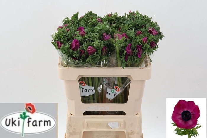 <h4>Anem Gall Purper</h4>