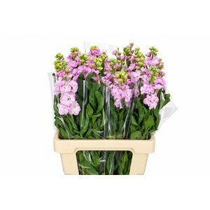 Matthiola Iron Cherry Blossom